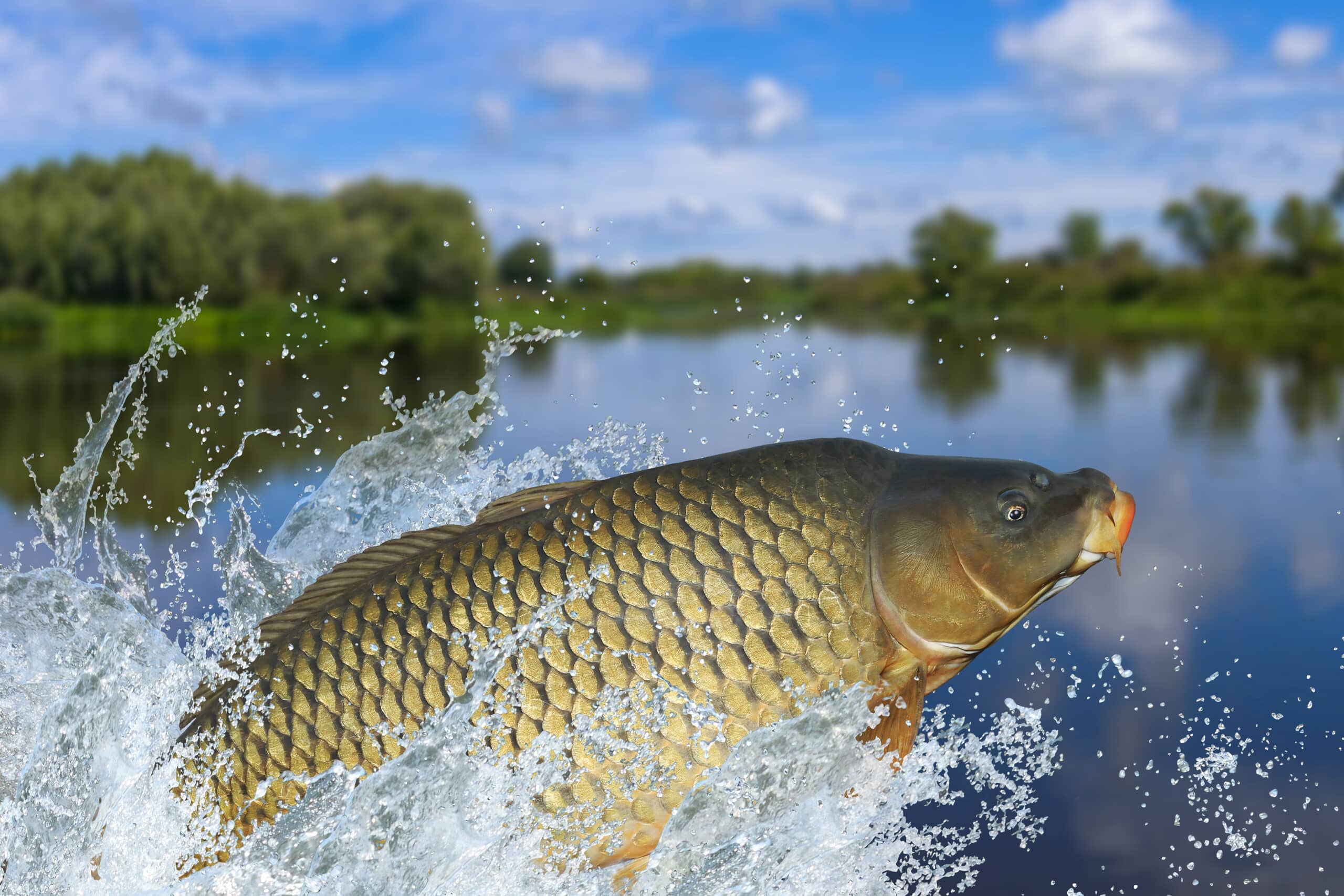 carp